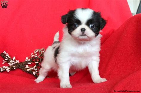 They have the m Maria Port Talbot Breeder 4 2 weeks Japanese Chin pups 1,400 Japanese Chin Age 15 weeks 2 male. . Japanese chin puppy for sale uk